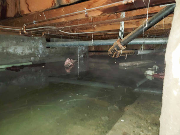 Best Water damage restoration cost  in Roy, UT